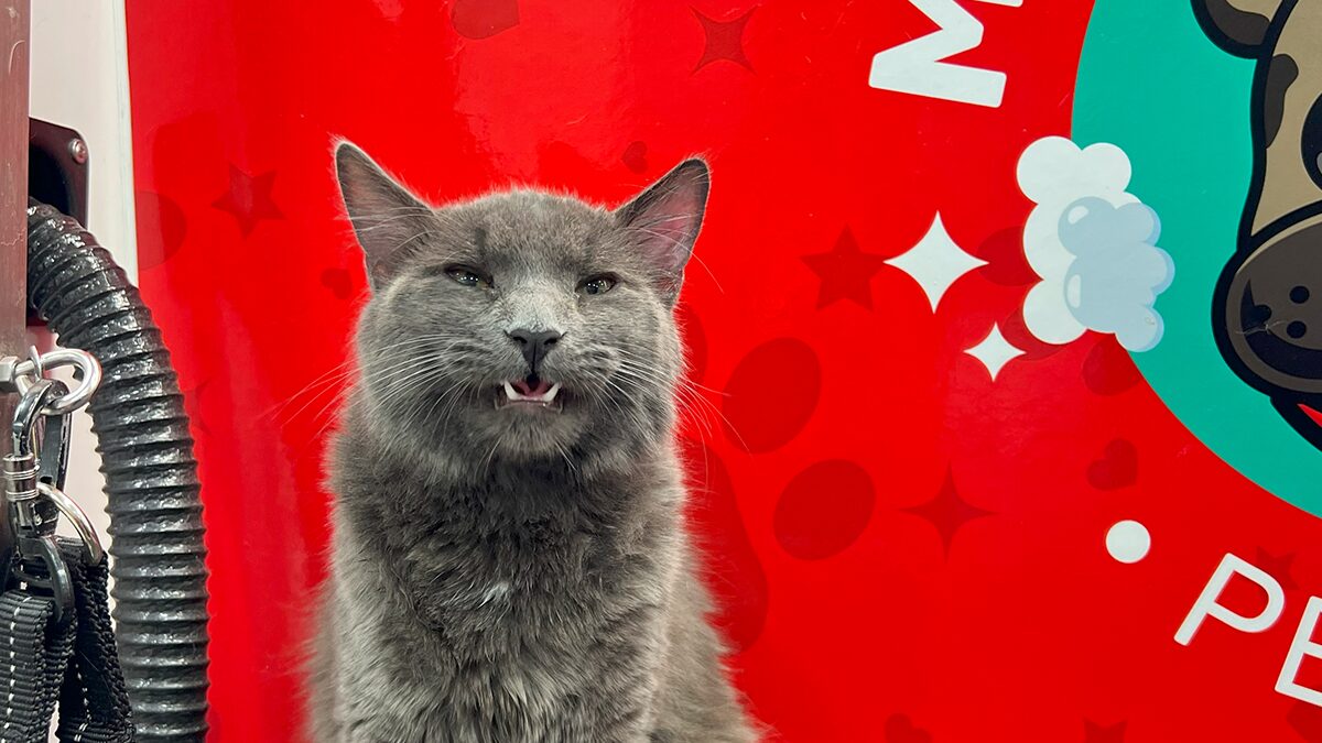 Cat Grooming in Miami