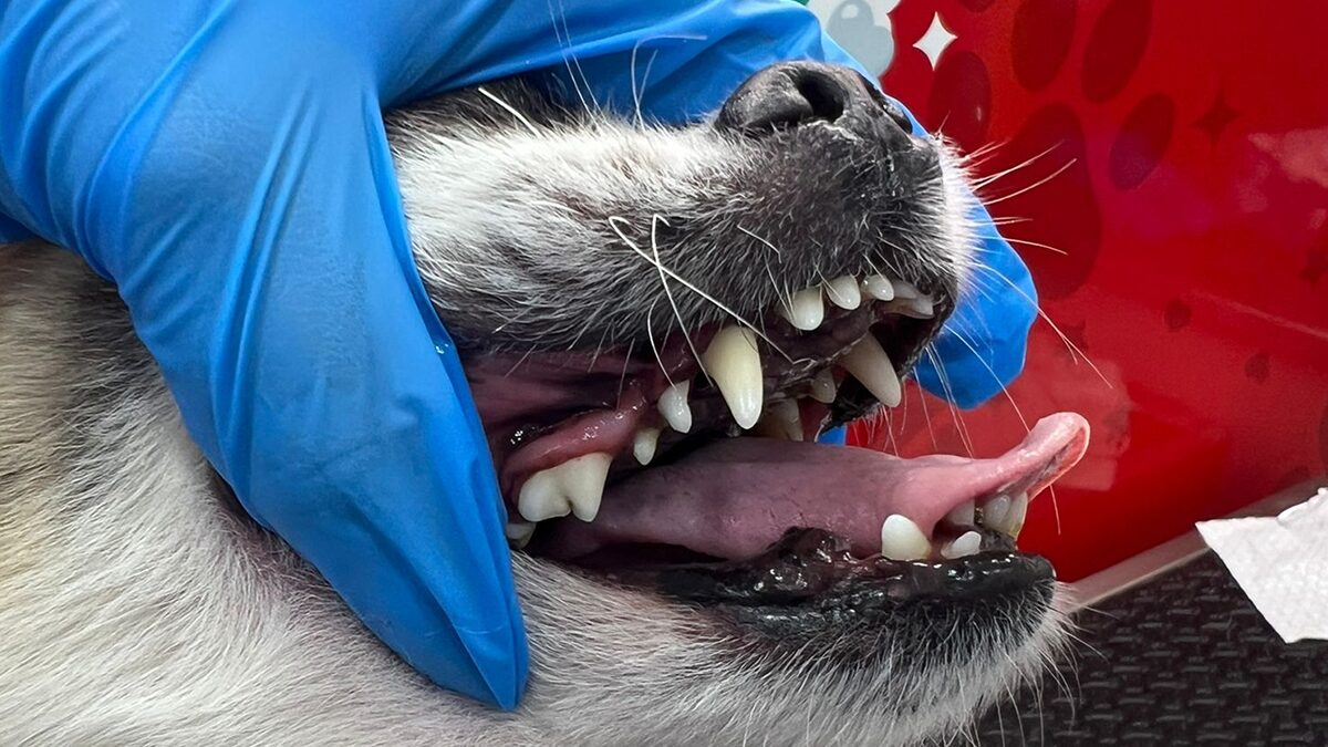 Pet Dental Cleaning in Miami