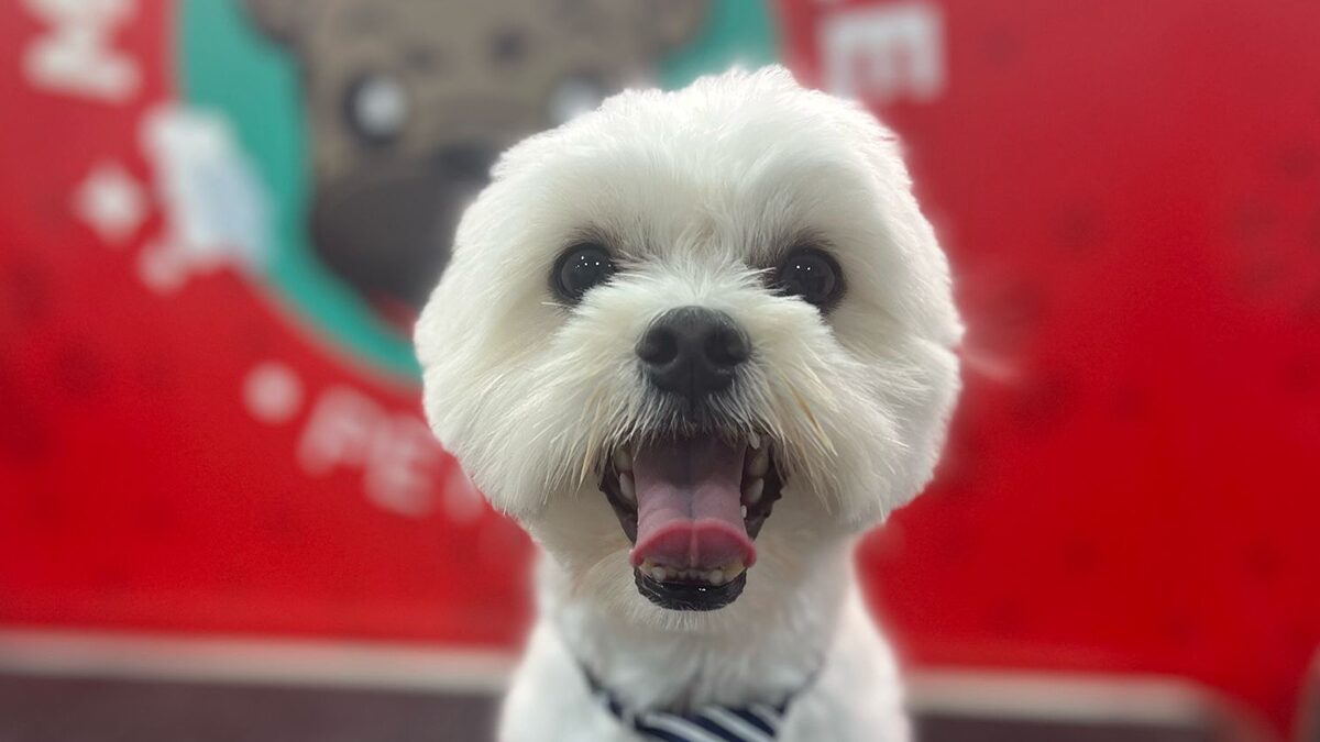 Dog Grooming in Miami